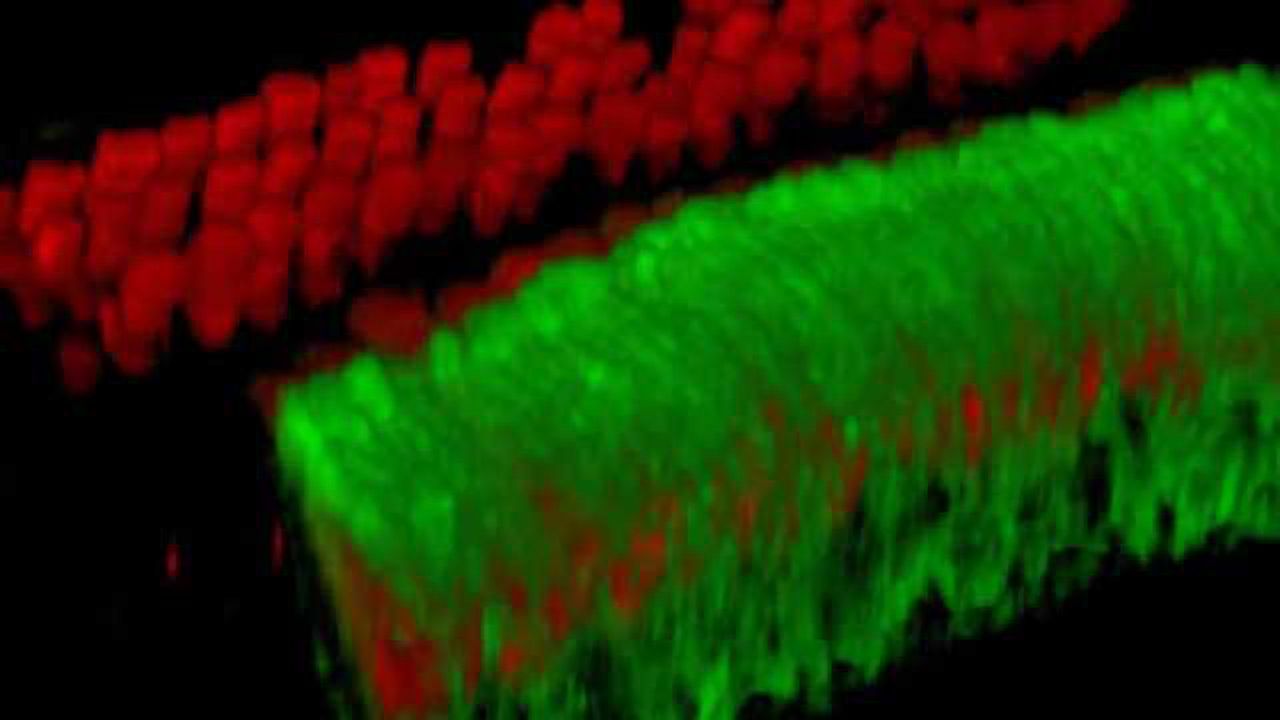 How cells in the developing ear 'practice' hearing