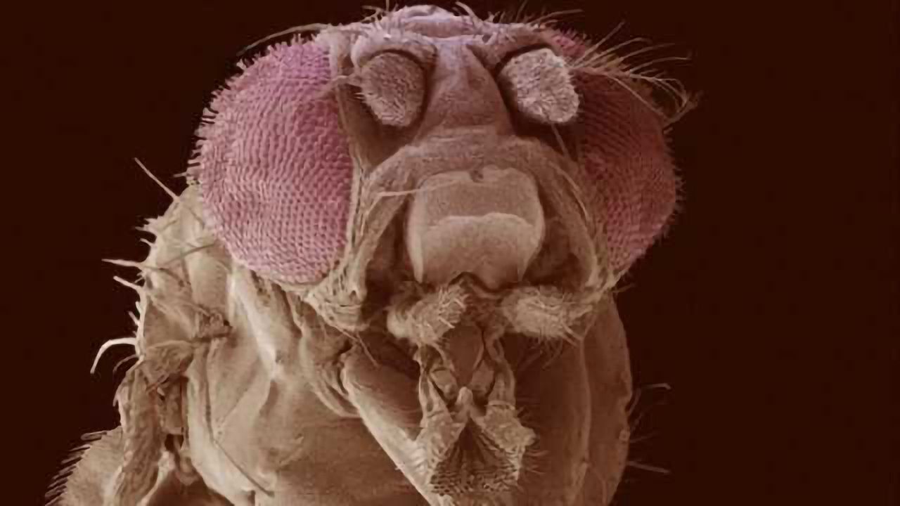 Halteres, essential for flight in all flies, are needed by some to climb walls