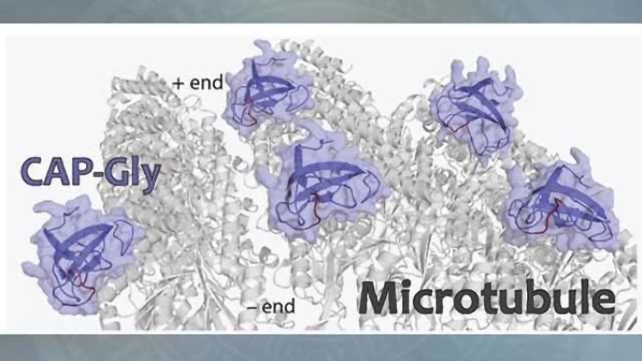 Peering into cell structures where neurodiseases emerge