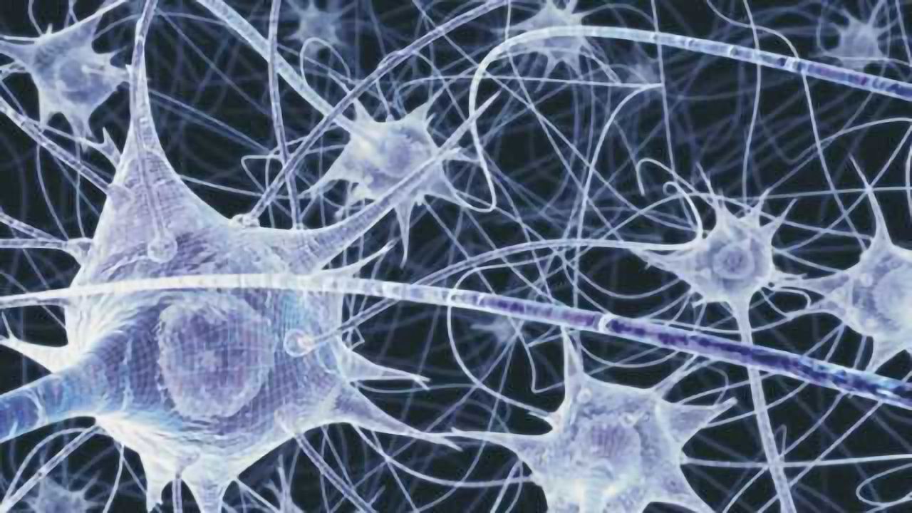 Synapse discovery could lead to new treatments for Alzheimer's disease