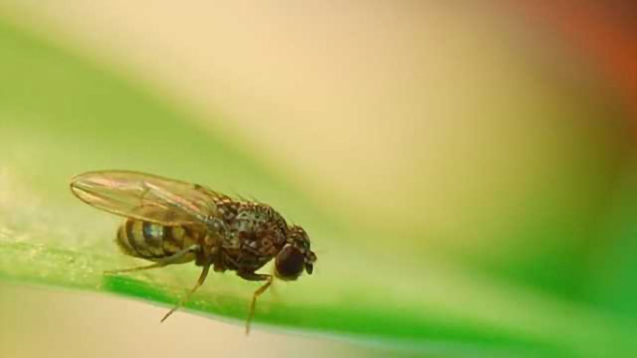 Dietary restriction gives fruit flies a rhythm for a long life