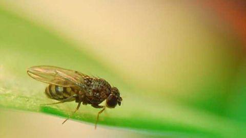 Dietary restriction gives fruit flies a rhythm for a long life