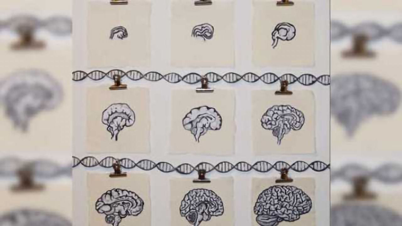Schizophrenia-associated genetic variants affect gene regulation in the developing brain