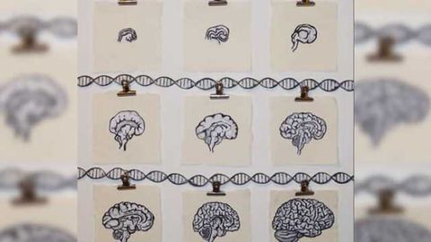 Schizophrenia-associated genetic variants affect gene regulation in the developing brain