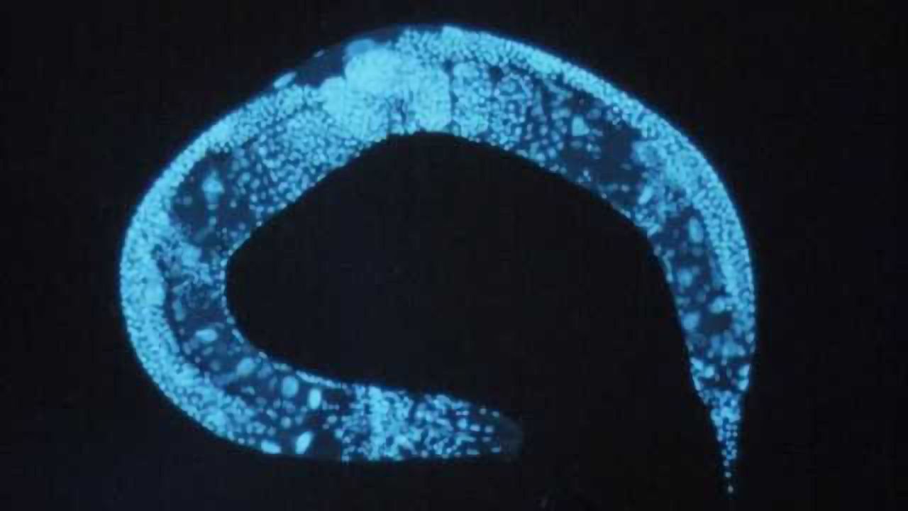 The accidental discovery of how to stay young for longer