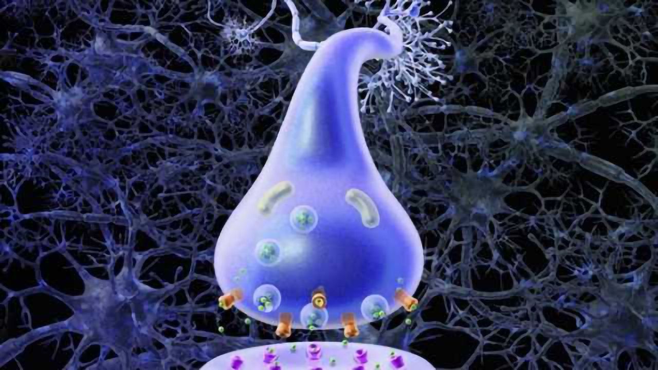 New research sheds light on neuronal communication