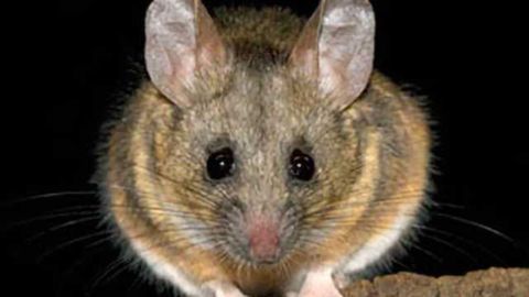 “Love hormone” oxytocin, possible anxiety drug, shows different effects in male and female mice