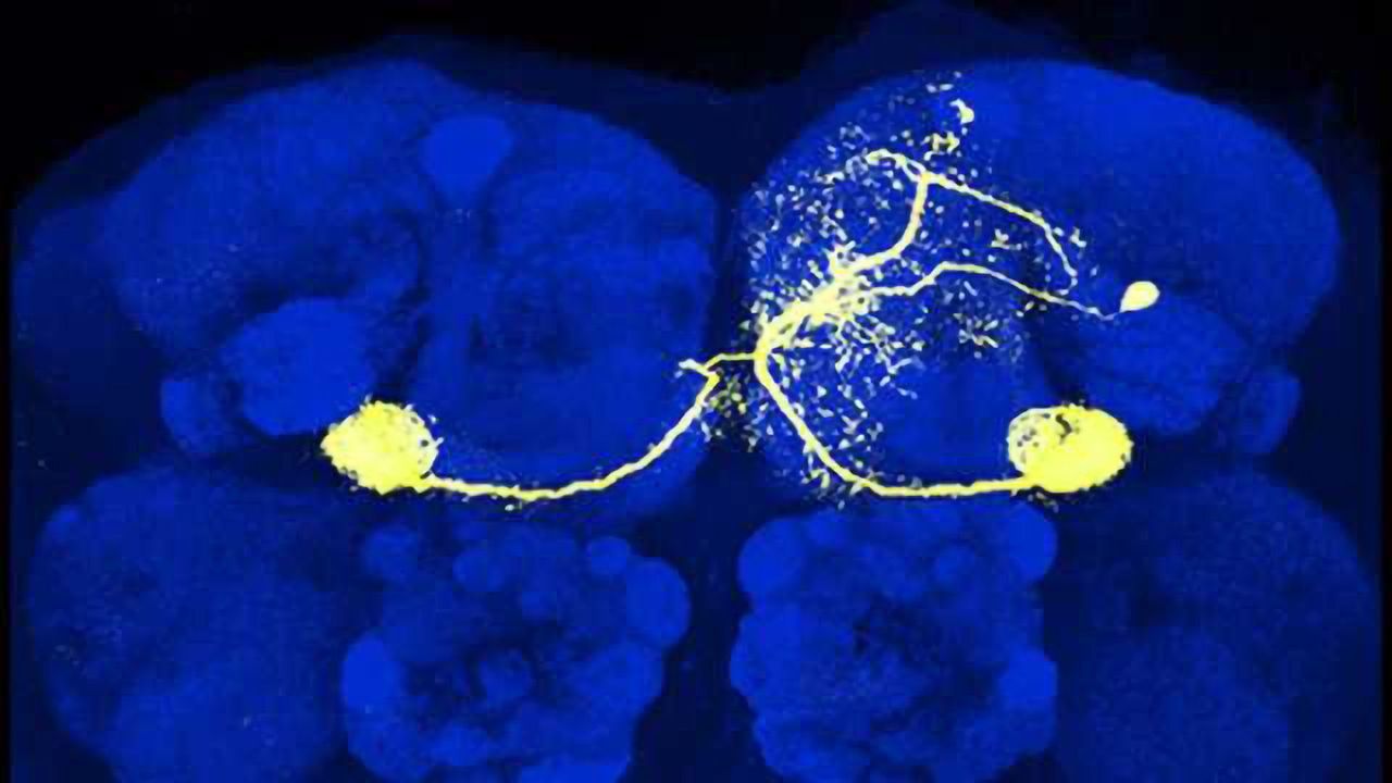 First direct evidence for synaptic plasticity in fruit fly brain