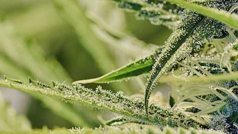 Cannabis increases the noise in your brain
