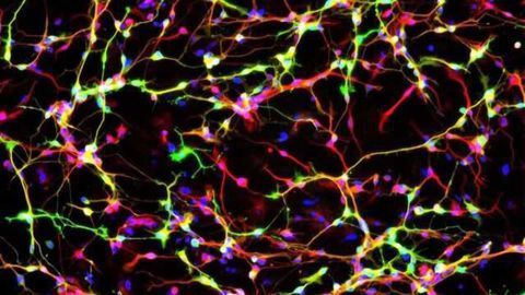 Discovery puts designer dopamine neurons within reach