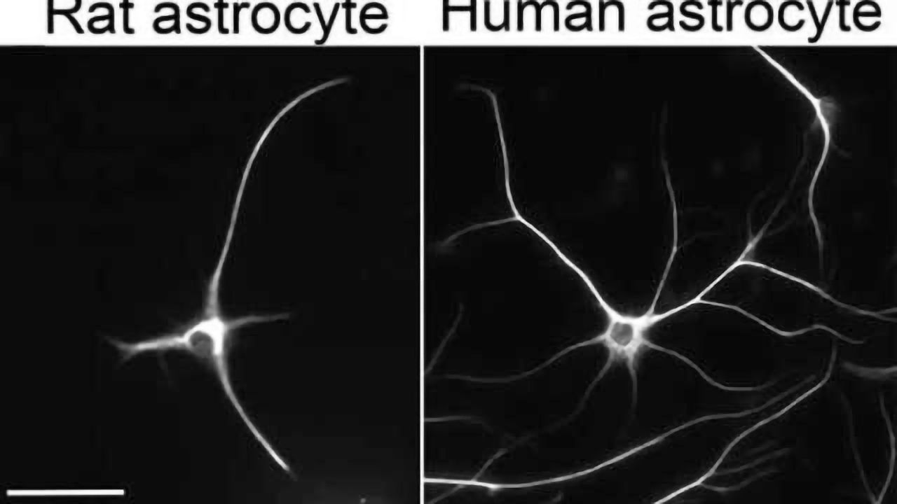 First look at how astrocytes function in humans