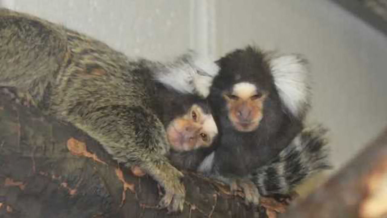When brain metabolism dips, desire goes up in monkeys on 'female Viagra'