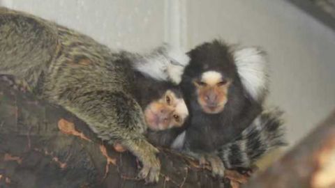 When brain metabolism dips, desire goes up in monkeys on 'female Viagra'