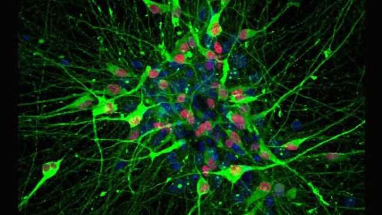 First serotonin neurons made from human stem cells