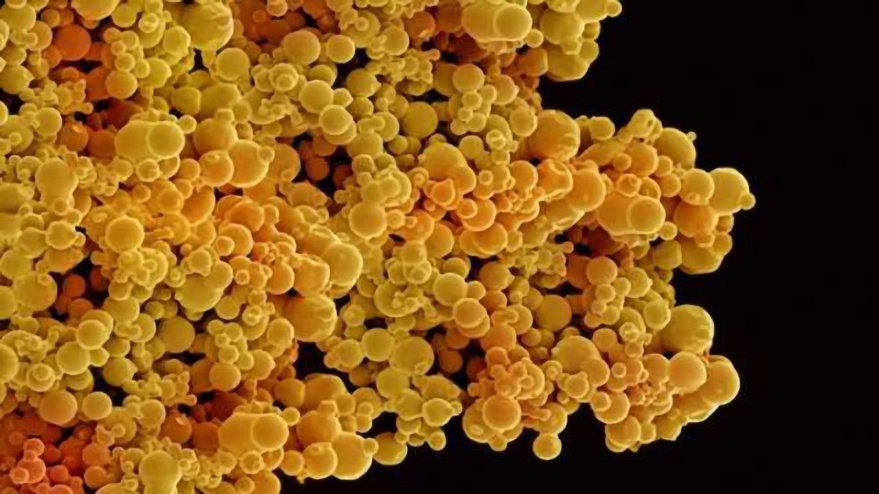 'Smart fat cells' cross blood-brain barrier to catch early brain tumors