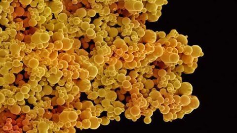 'Smart fat cells' cross blood-brain barrier to catch early brain tumors