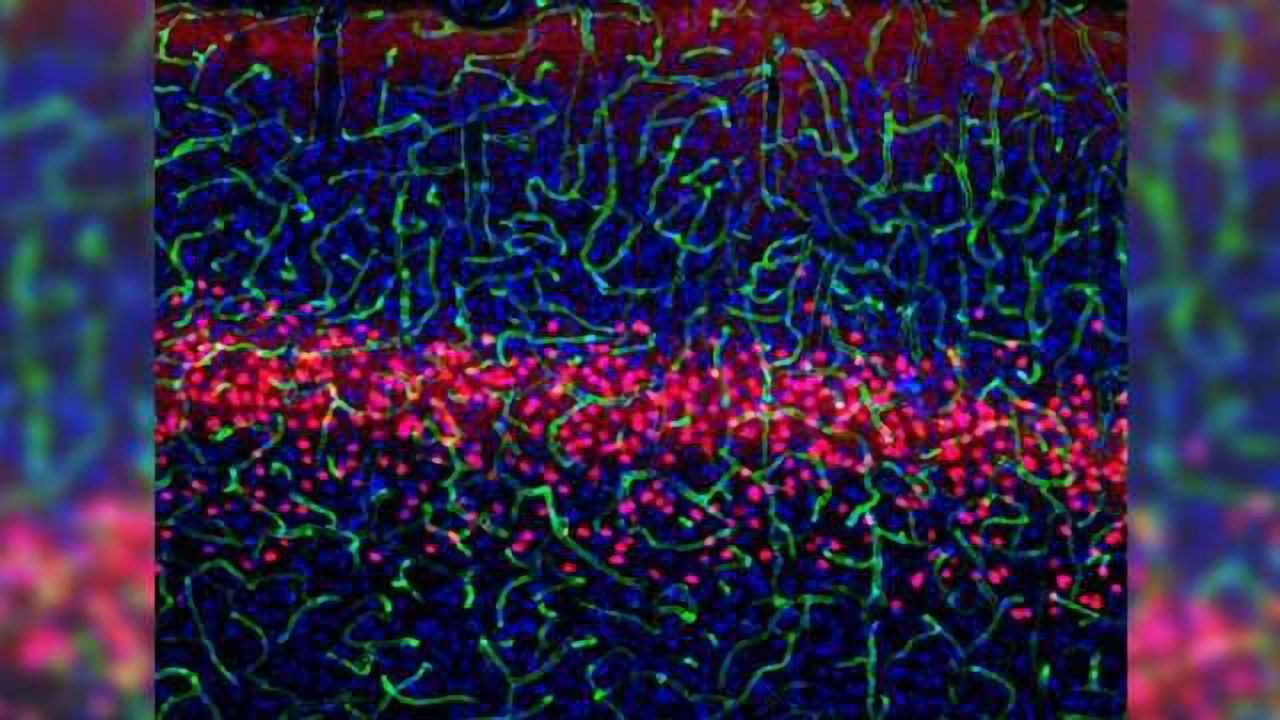 Scientists discover the function and connections of three cell types in the brain