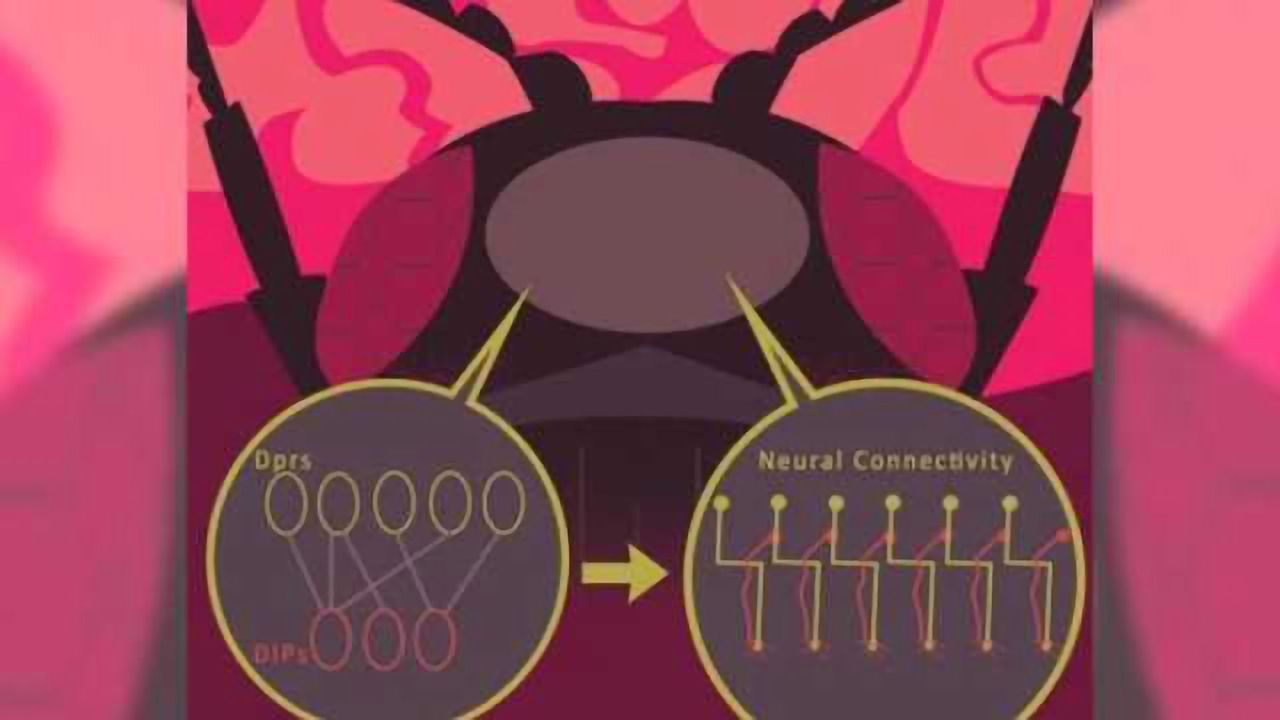 Identification tags define neural circuits