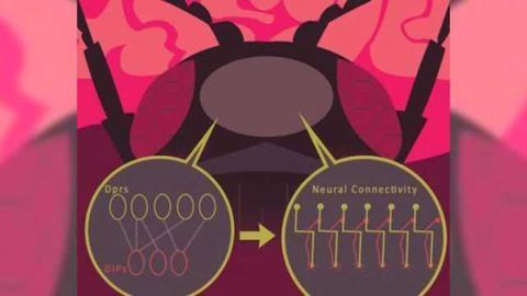 Identification tags define neural circuits