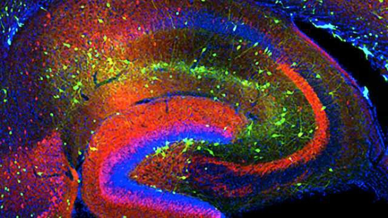 Scientists use computational neuroscience to unravel brain's mysteries