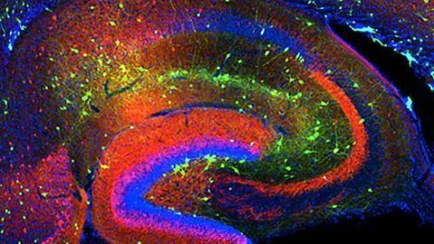 Scientists use computational neuroscience to unravel brain's mysteries
