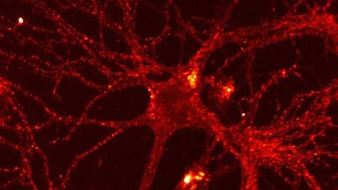 Brain circuit involved in party drug's antidepressant effect identified