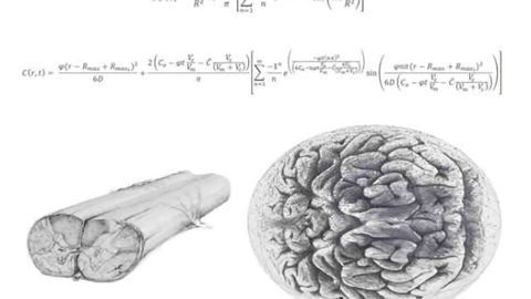 Physics sheds light on stem cell-derived organoid growth and brain development