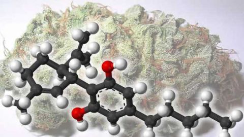 Marijuana derivative reduces seizures in people with treatment-resistant epilepsy