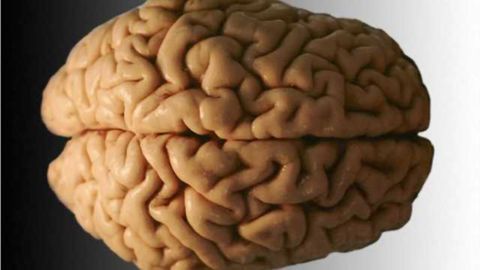 Two Alzheimer's risk genes linked to brain atrophy, promise future blood markers