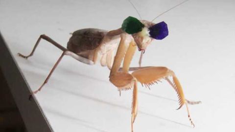 Bug eyes: Tiny glasses confirm 3D vision in insects