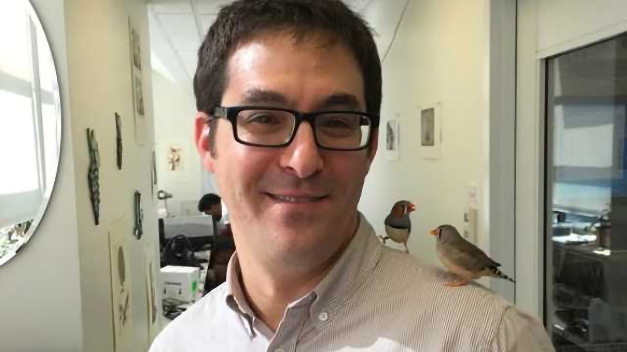 Singing in the brain: Songbirds sing like humans