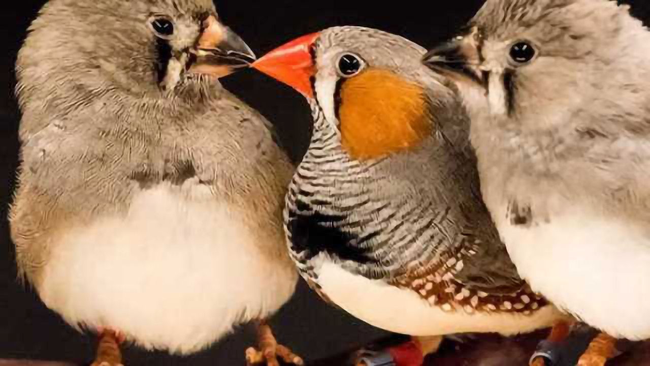 Study reveals how birds learn through imitation