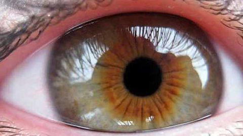 Study helps fill in gaps in our visual perception