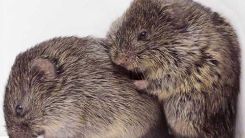 Empathy more common in animals than thought