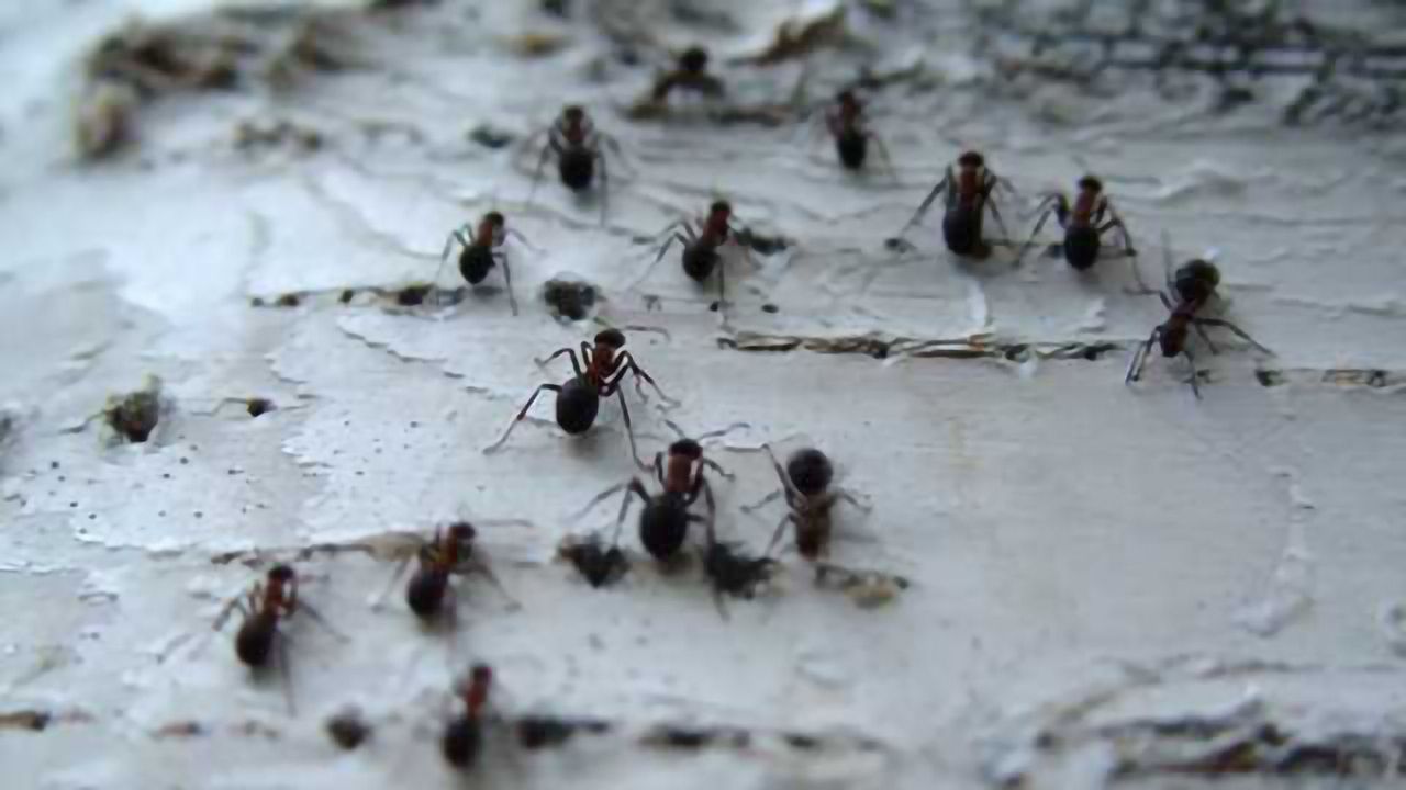 Honeybees, ants may provide clues to suicide in humans