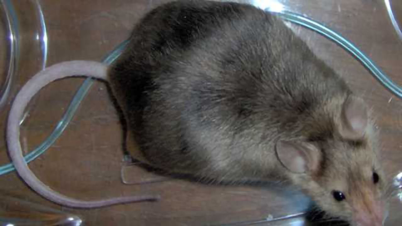 Viral infection during pregnancy causes autism-like behaviors in mice