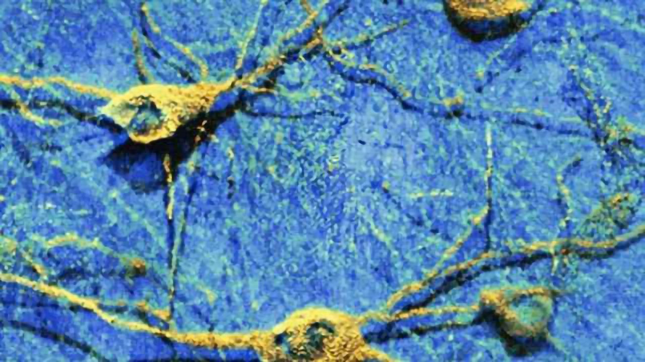 Graphene shown to safely interact with neurons in the brain