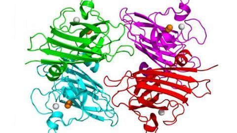 New therapy halts progression of Lou Gehrig's disease in mice