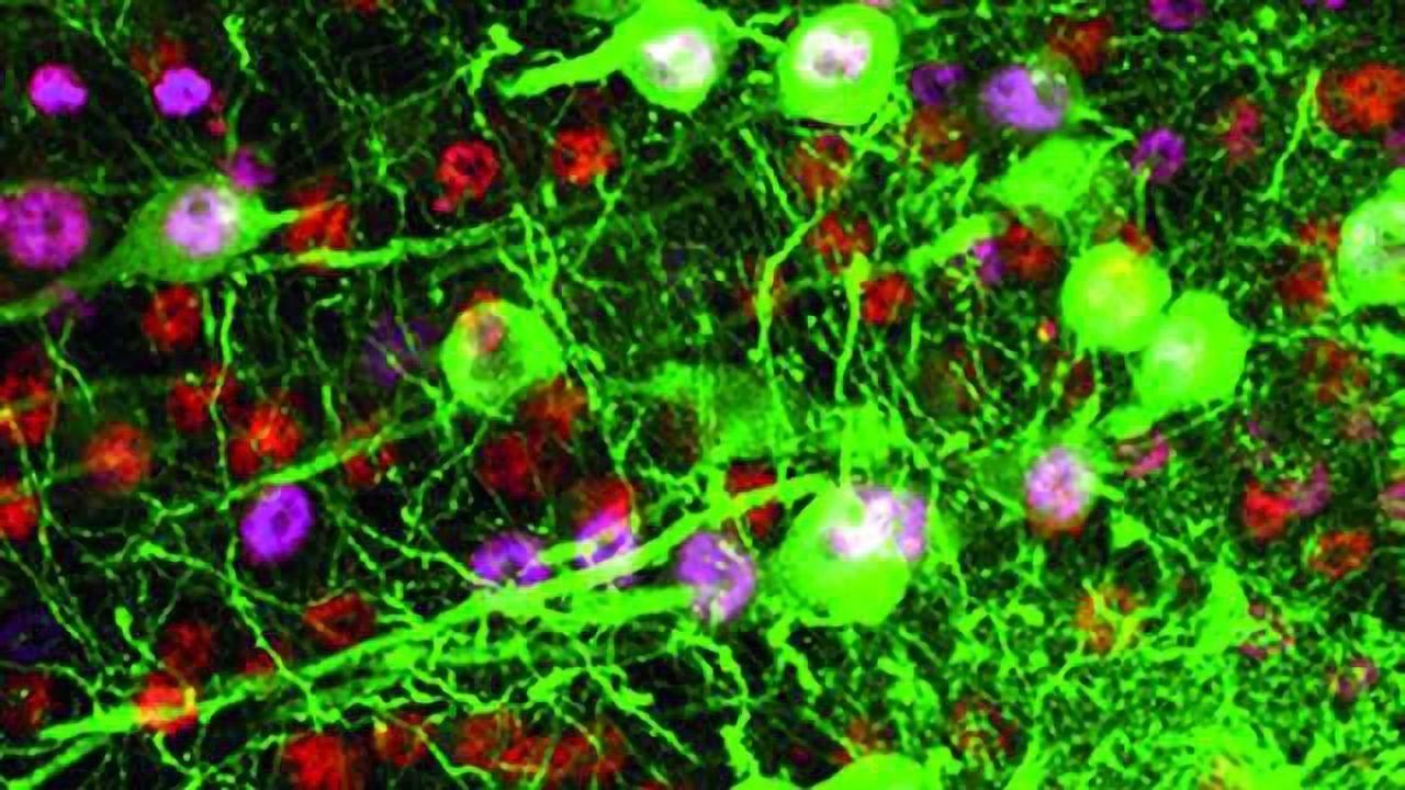 Targeting upper motor neurons to treat ALS