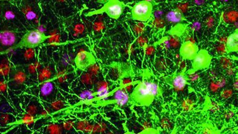 Targeting upper motor neurons to treat ALS