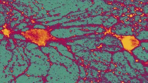 Aggression causes new nerve cells to be generated in the brain