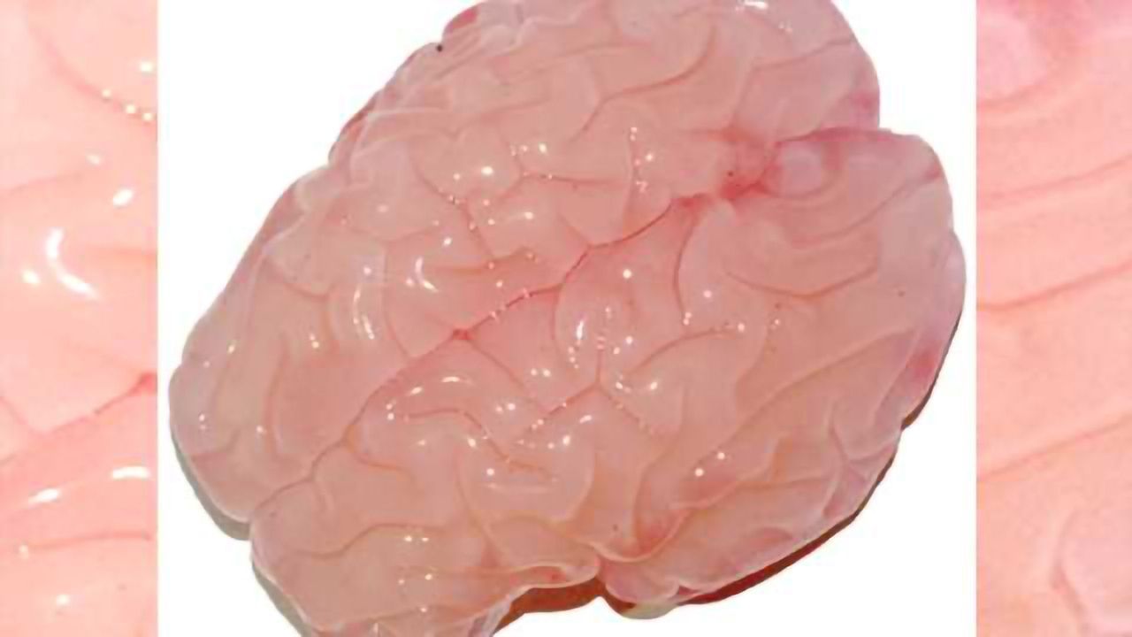 New research replicates the folding of a fetal human brain