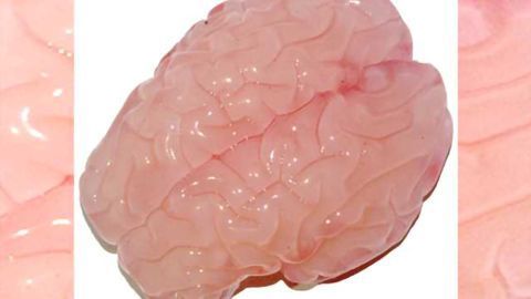 New research replicates the folding of a fetal human brain