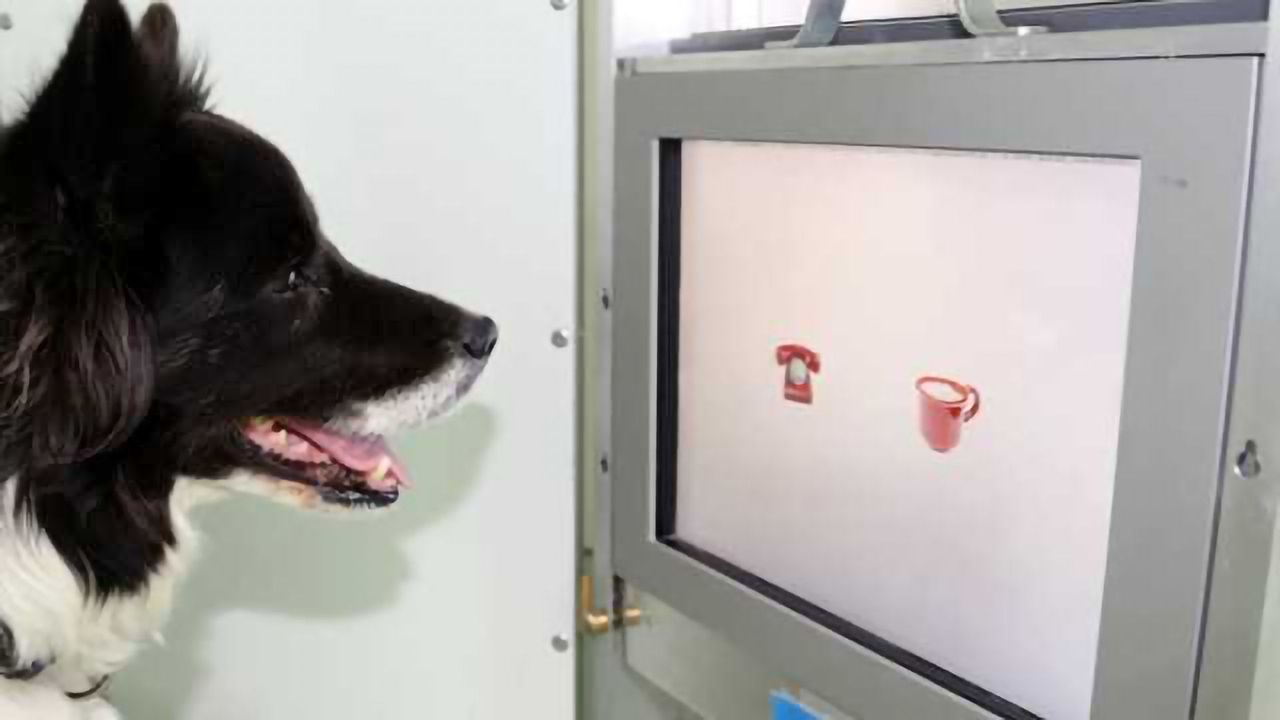You can teach an old dog new tricks - but younger dogs learn faster