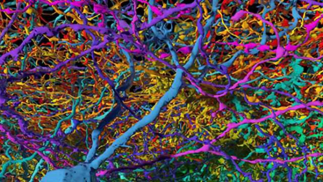 Modelling how the brain makes complex decisions