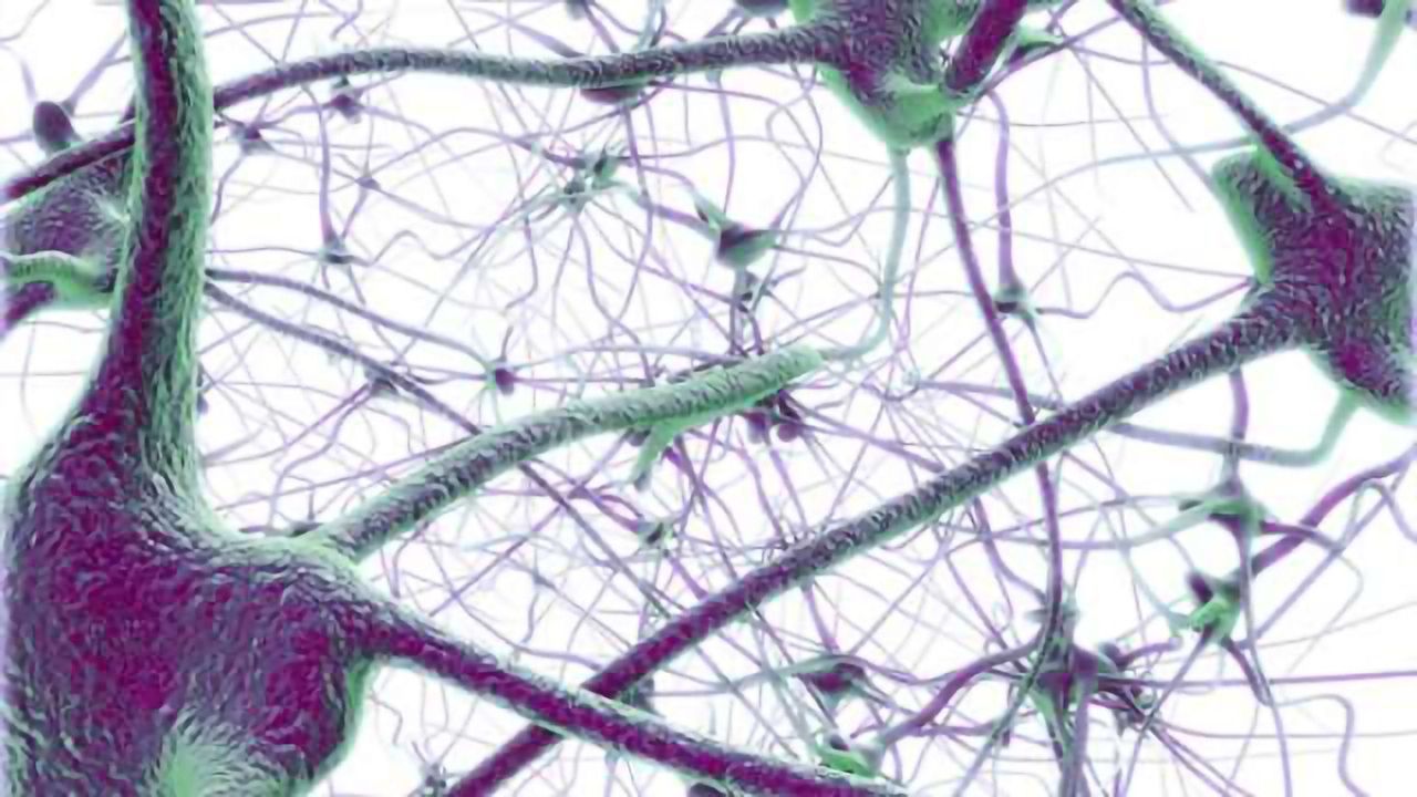 Scientists find brain plasticity assorted into functional networks