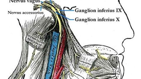 New non-invasive form of vagus nerve stimulation works to treat depression