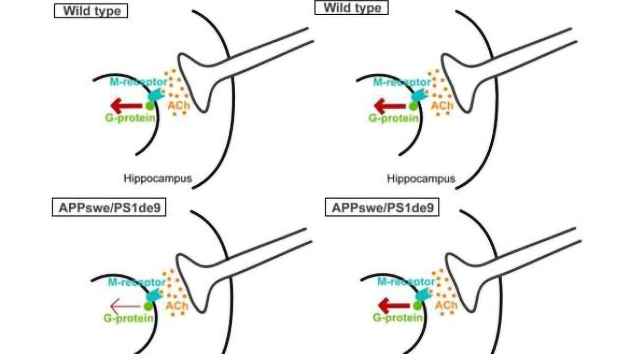 Lipid-based diets effectively combat Alzheimer's disease in mouse model