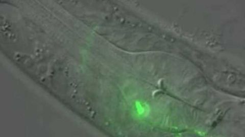 Studying worms' food choices shows how young brains form lifelong memories