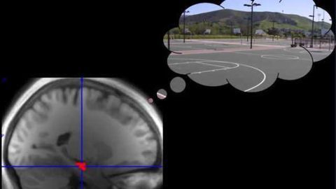 Memory replay prioritizes high-reward memories